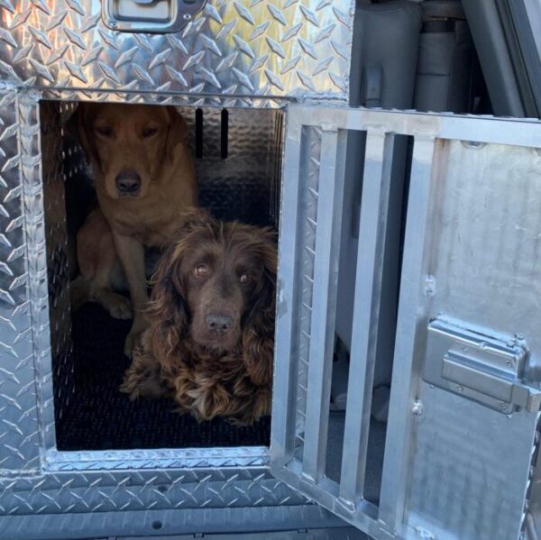 Coffre transport 2 chiens aluminium avec réservoir